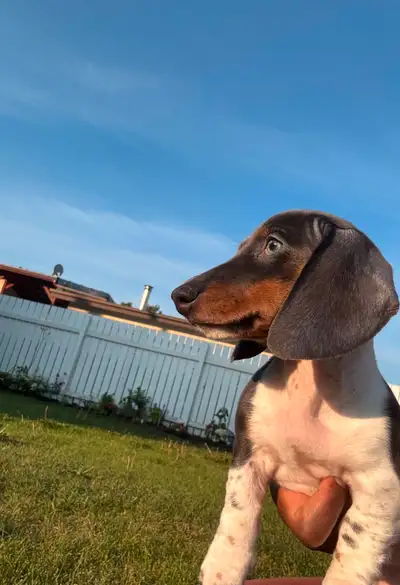 Miniature Purebred Dachshund Puppy!, View more