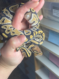 1.0 cypress special ball python 