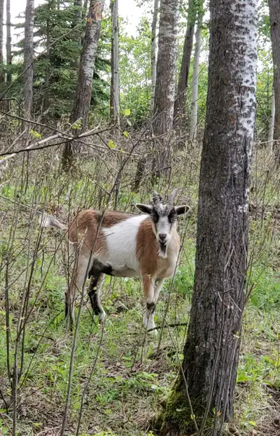 Nigerian dwarf doe in milk , View more