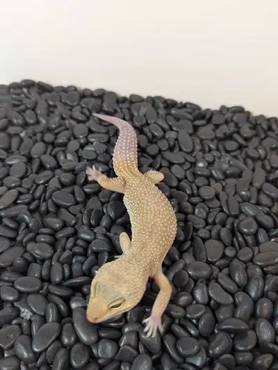 Leopard Gecko, View more