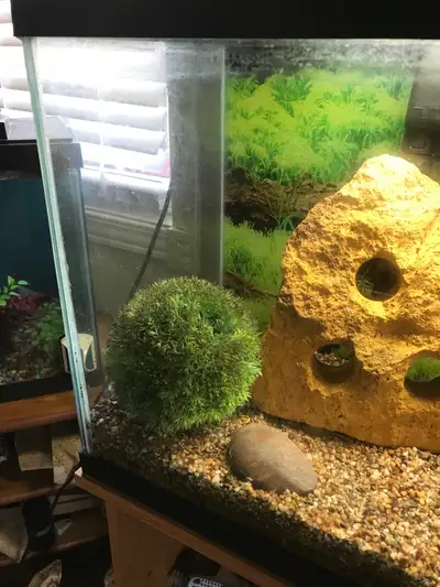 Aquarium shrub, View more