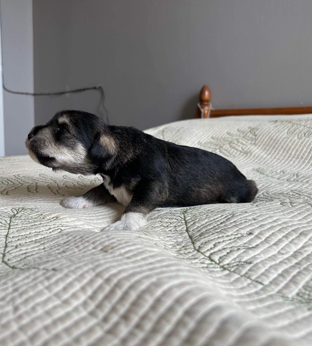 Miniature Schnauzer puppies Dogs & Puppies for Rehoming Sarnia Kijiji
