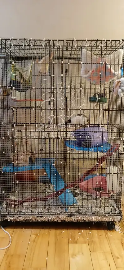 Cage+ rats, View more