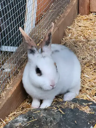 bébés mini rex , View more