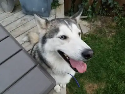 Dog Walking & Pet Care / Sitting... Who Let the Dogs Out?, View more