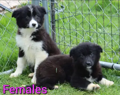 Australian Shepherd X Golden Retreiver Pups Available, View more