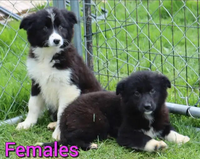 Australian Shepherd X Golden Retreiver Pups Available in Dogs & Puppies for Rehoming in Hamilton - Image 2