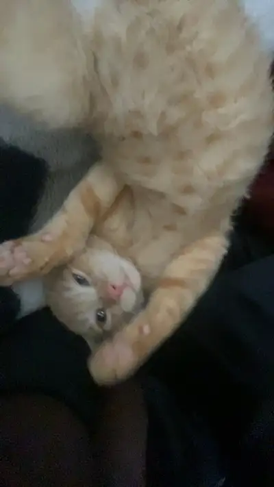 kitten for sale, View more