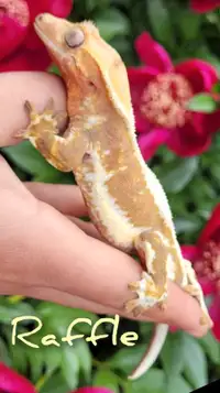 Beautiful Adult Female Lilly White Crested Gecko Available 