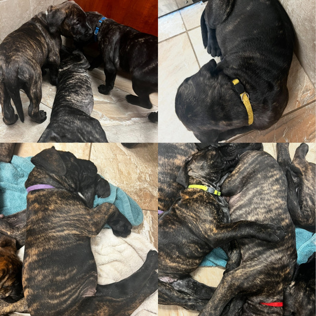 Presa Canario Puppies in Dogs & Puppies for Rehoming in Hamilton - Image 3