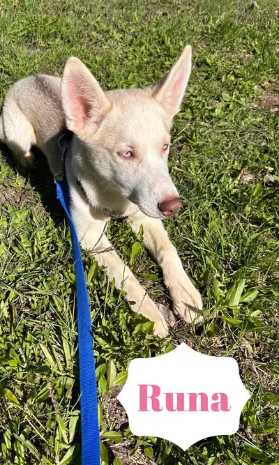 Siberian Husky/ Saint Bernard cross puppies. **LOCATED IN PRINCE GEORGE, can possibly deliver or mee...