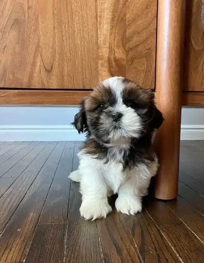 Shih Tzu puppies, View more
