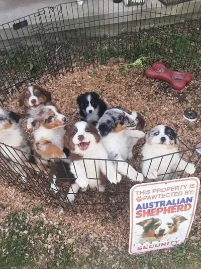 miniature Australian shepared puppys, View more