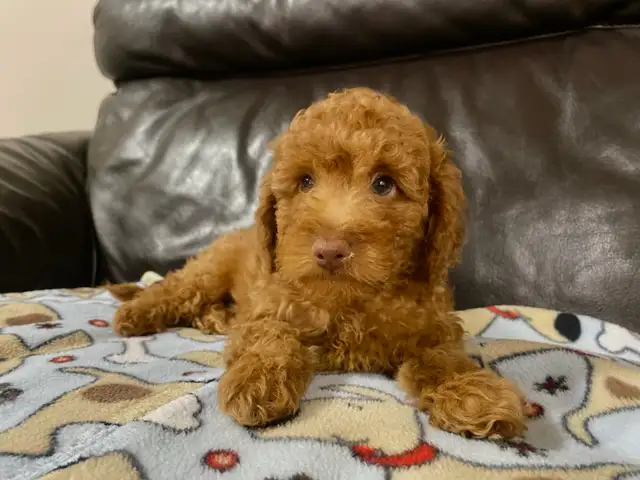 Sweetheart Miniature Poodle Puppy in Dogs & Puppies for Rehoming in Richmond - Image 2