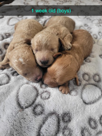 Toy-poodle puppies are HERE  Rehoming for end of May 2024.