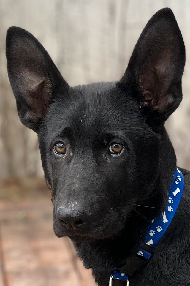 Black German Shepherd male puppy dans Chiens et chiots à adopter  à Laval/Rive Nord