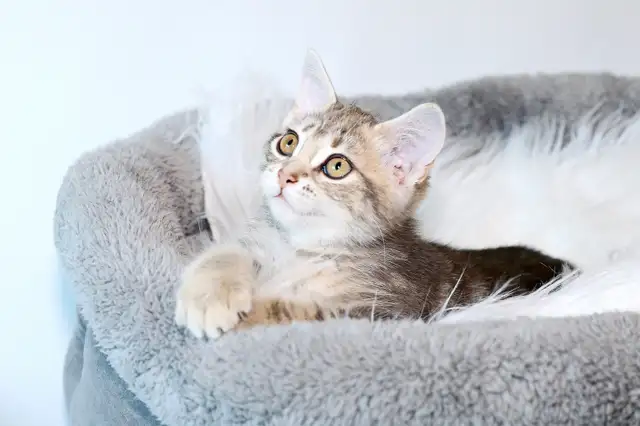 Adorable petit chaton femelle • croisée Bengal in Cats & Kittens for Rehoming in Lévis - Image 5