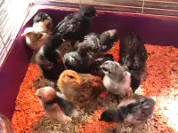 BYM chicks for sale