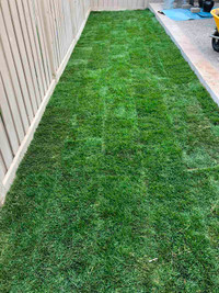 Grass replacement, landscaping, Gardening service 647 400 2021
