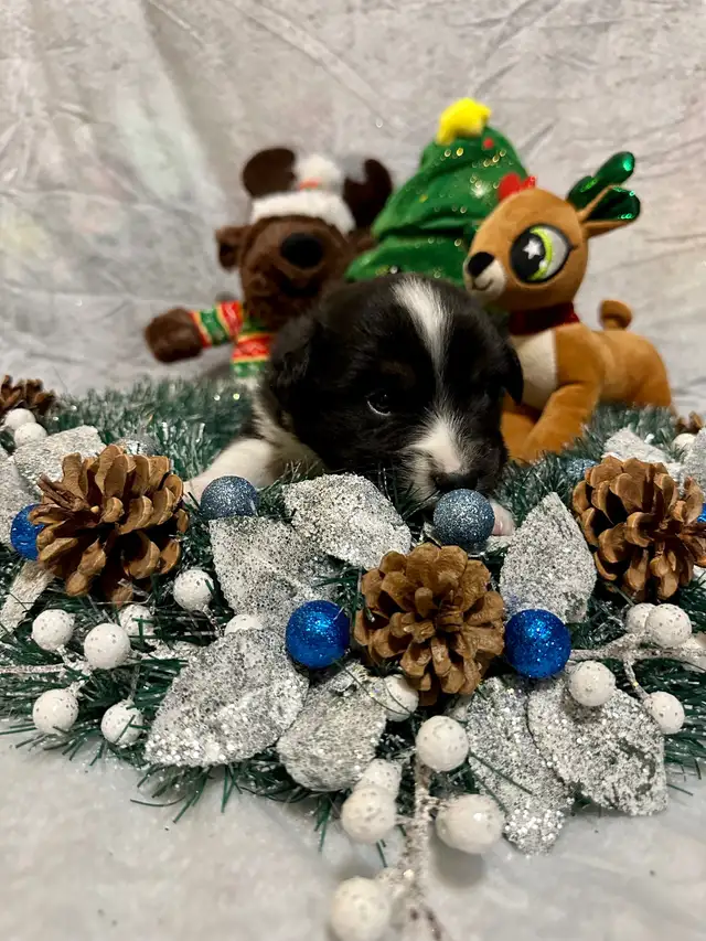 CKC Miniature American Shepherd (AKA Mini Aussie) in Dogs & Puppies for Rehoming in Napanee - Image 11