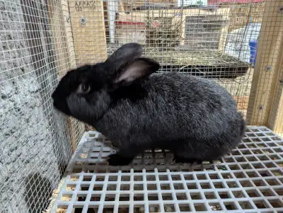 Silver Fox Rabbit, View more