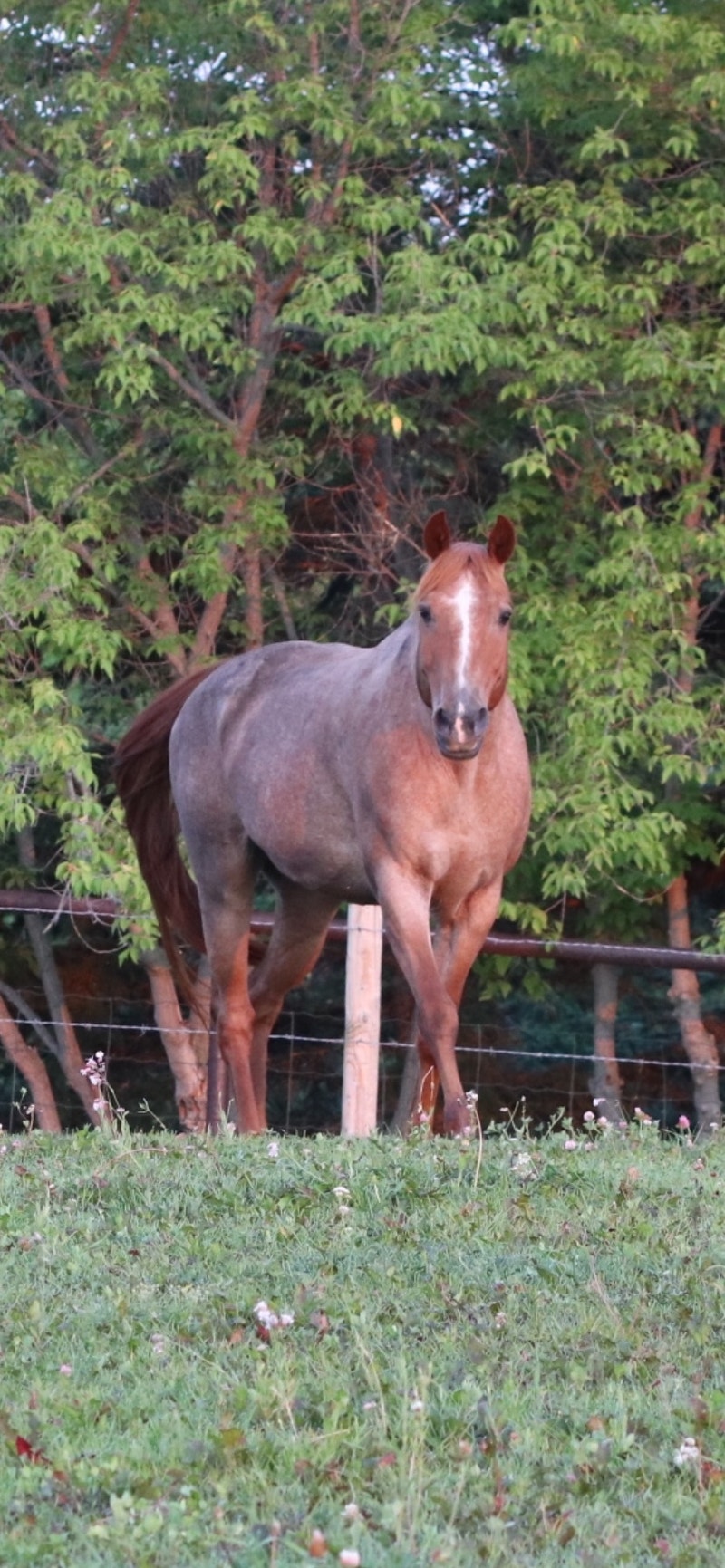 REDUCED! 2 FOR 1 DEAL 2001 AQHA Red Roan Family Horse Horses & Ponies for Rehoming Edmonton