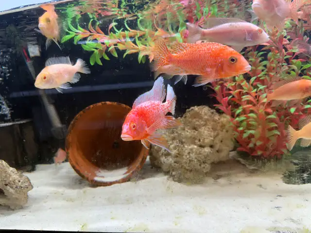 Pink Dragon Blood Group- African Cichlid  in Fish for Rehoming in London - Image 3