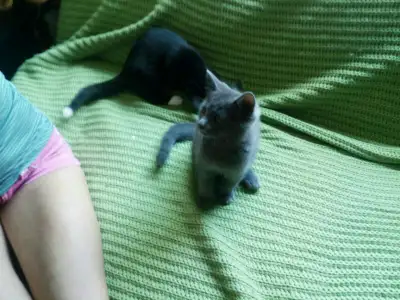 Chaton en super forme!! socialisé habitué avec chien et enfants