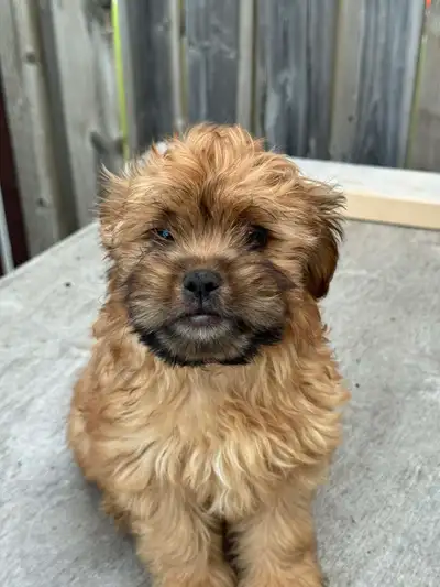 shihtzu x cockapoo , View more