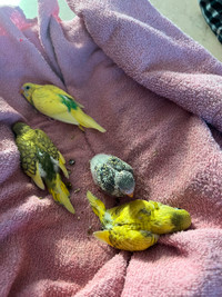 Hand tamed Baby Budgies for sale