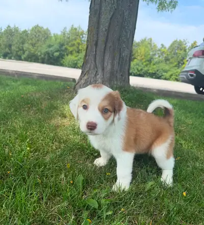 Australian Shepherd Red Coat Blue eyes, View more