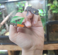 Gecko Tokay bébé né en captivité
