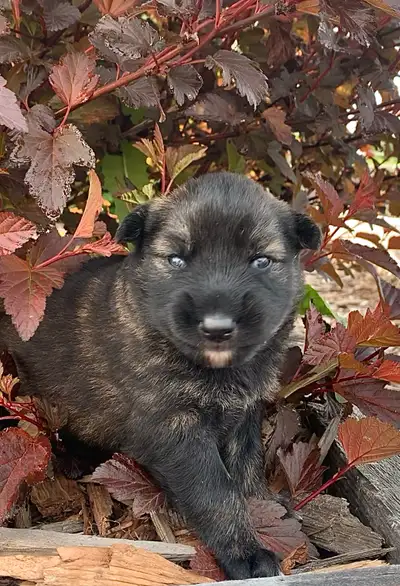 TAMASKAN PUPS (Ultimate Shepsky), View more