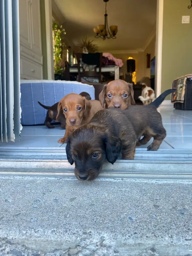 MINI DACHSHUND PUPPIES 8 W.O. ONLY 3 LEFT READY FOR NEW FAMILIES in Dogs & Puppies for Rehoming in Mississauga / Peel Region - Image 9