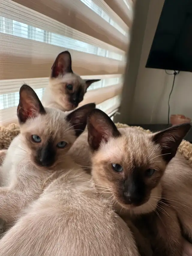 Chatons Siamois oriental in Cats & Kittens for Rehoming in Saint-Hyacinthe - Image 9