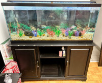 55 gallon fish tank