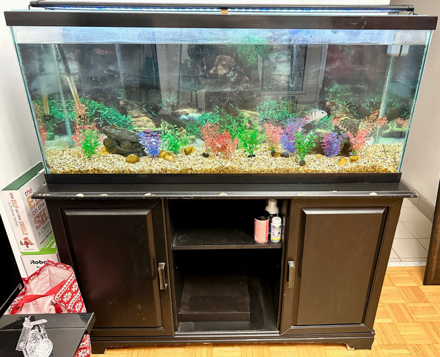 55 gallon fish tank in Hobbies & Crafts in City of Toronto