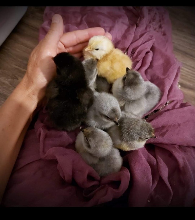 Purebred Lavender Orpington & Wheaten Ameraucana Chicks Livestock