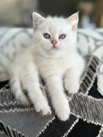 Sweet female British Shorthair kitten, View more