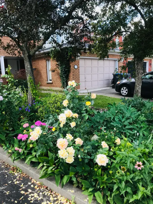 Basement for rent | Room Rentals & Roommates | Mississauga / Peel ...