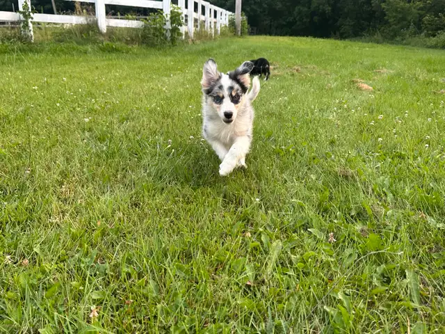chiot Border Collie in Dogs & Puppies for Rehoming in Trois-Rivières - Image 2