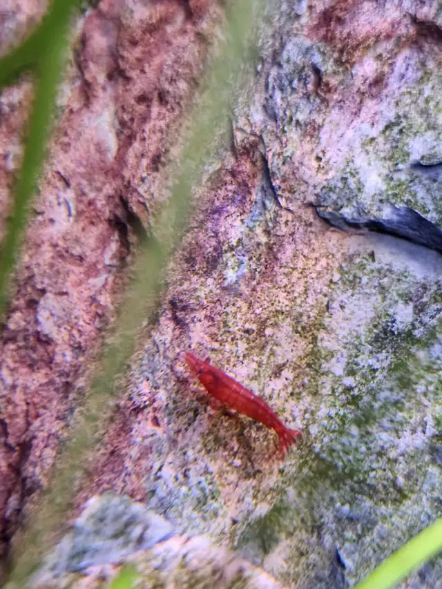 Red Cherry Shrimp in Fish for Rehoming in Richmond - Image 3