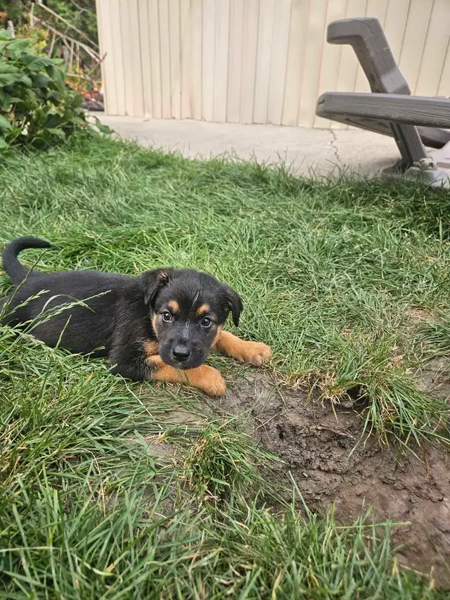 Puppies looking for a home in Dogs & Puppies for Rehoming in Kawartha Lakes - Image 3