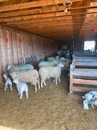 yearling ewes and lambs for sale