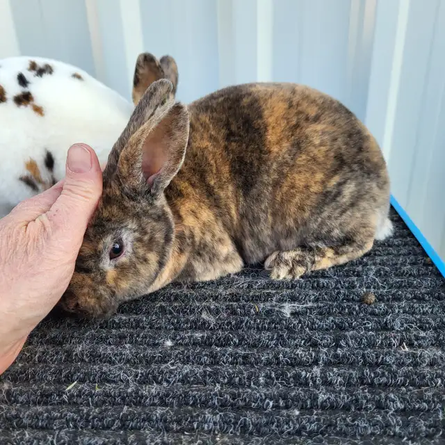 EXTRAORDINARY MINI REX BABY RABBITS in Small Animals for Rehoming in Ottawa - Image 4
