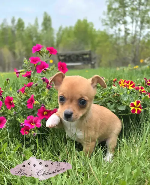 Exciting News!! Kim's Chihuahuas has 2 adorable male Chihuahua puppies available now!!! This is a ra...