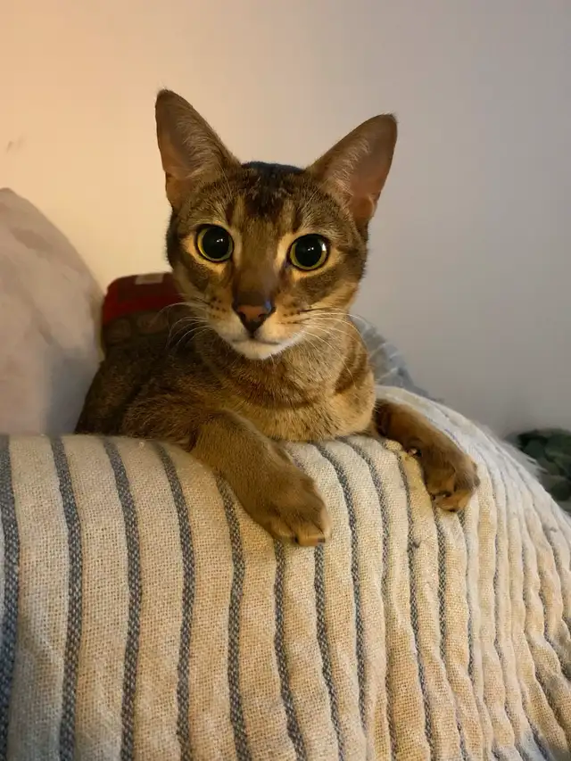 Beau chat abyssin 3ans + bcq accessoires!! in Cats & Kittens for Rehoming in City of Montréal - Image 3