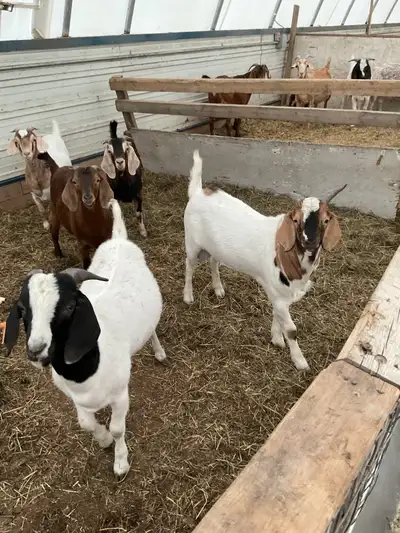 Boar goat Females with kids Bucks Some intact males
