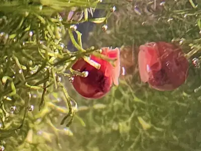 Feeder snails (ponds and ramshorns), View more