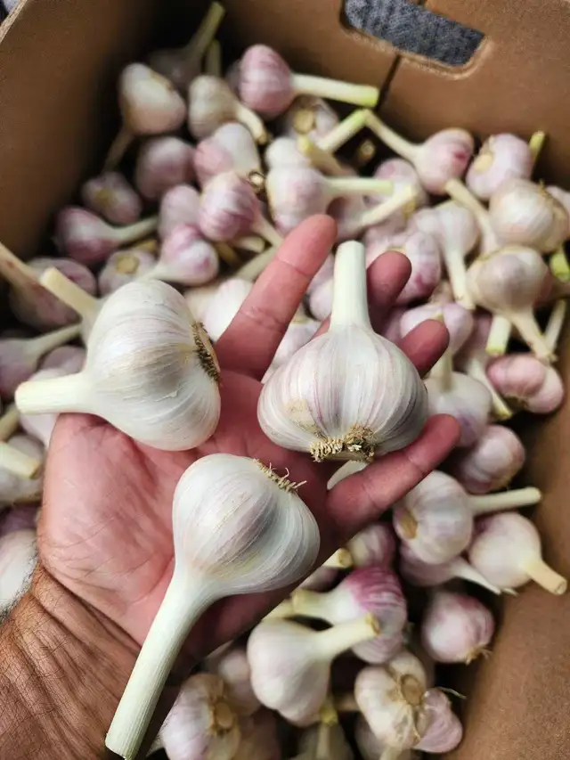 Certified organic garlic 25 $ per kilo 